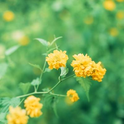 大圣来也手游无限钻石版下载